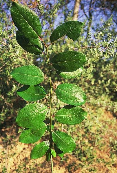 Salix caprea (2)